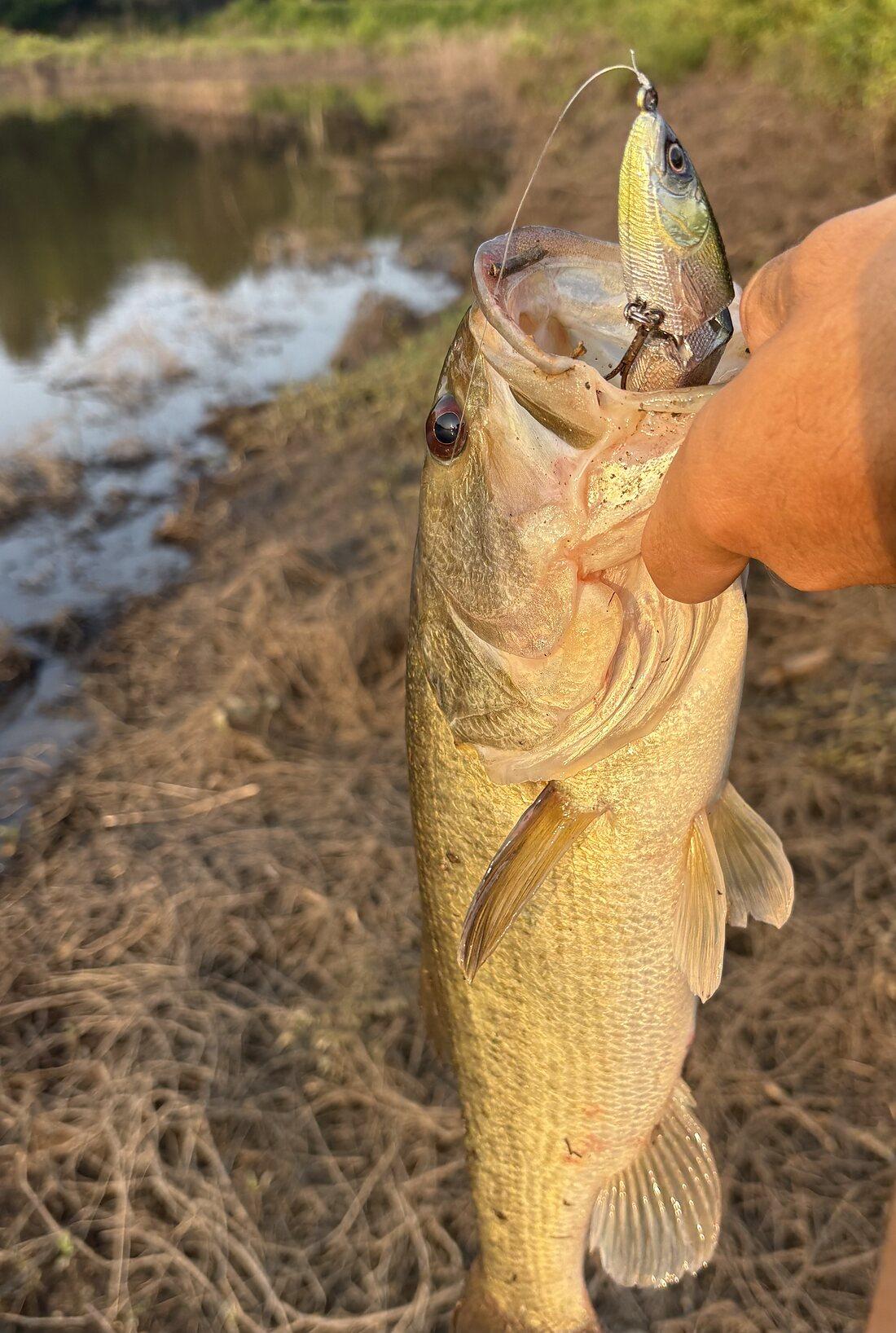 Bass held over a grassy bank at sunset with a Cabretta bait in its jaw
