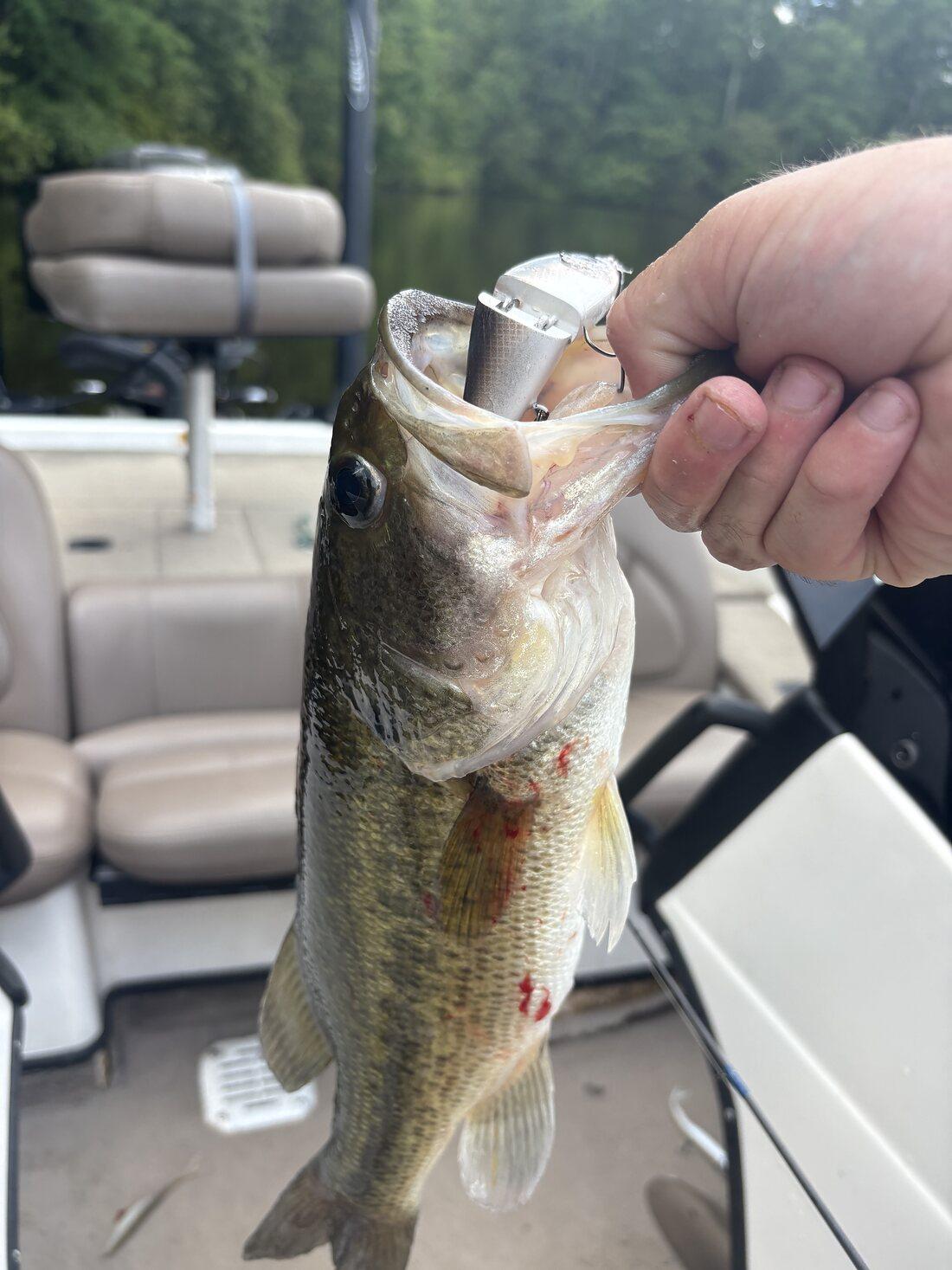 Bass held up on a pontoon boat with a Cabretta bait in its jaw