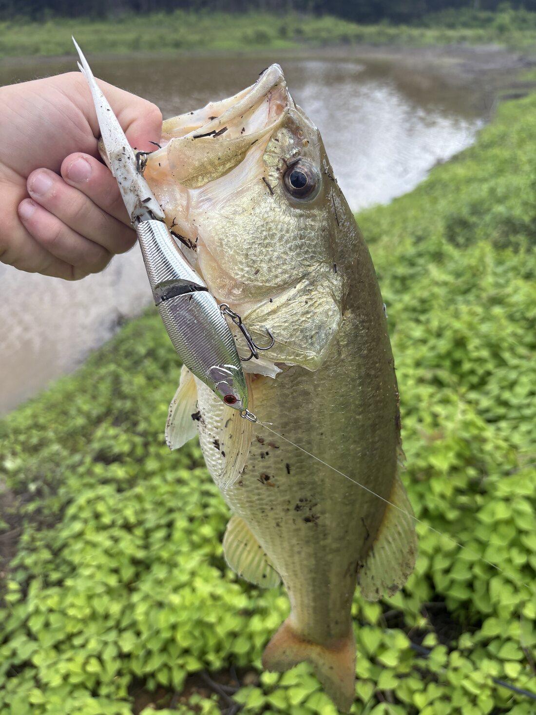 Bass held up by the bank with a Cabretta bait in its mouth