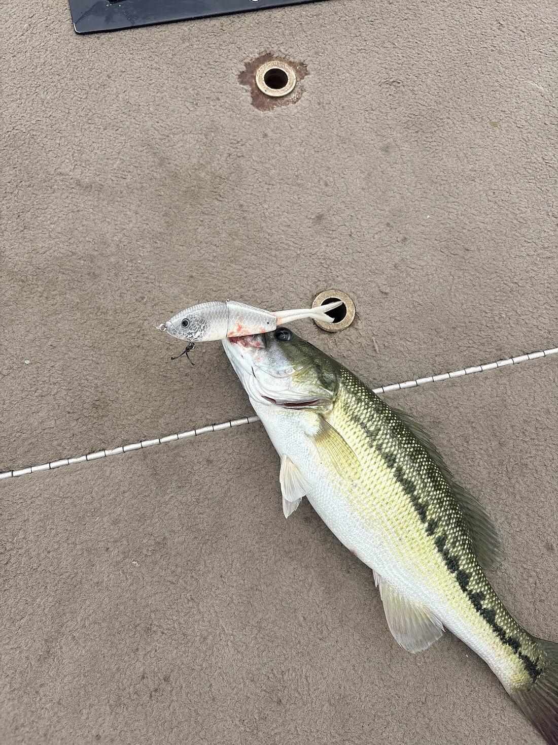 Bass on a boat deck with a white Cabretta bait in its mouth