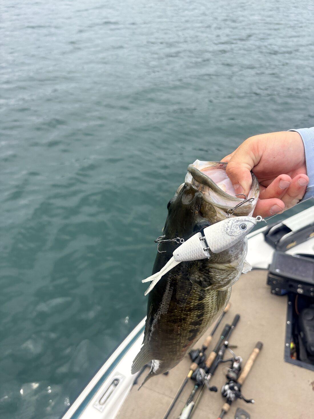 Largemouth bass with a Cabretta bait, held over the side of a bass boat